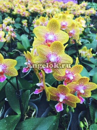 фото Фаленопсис (Phalaenopsis Nobby's Pumpkin) Тайвань от магазина магазина орхидей Ангелок