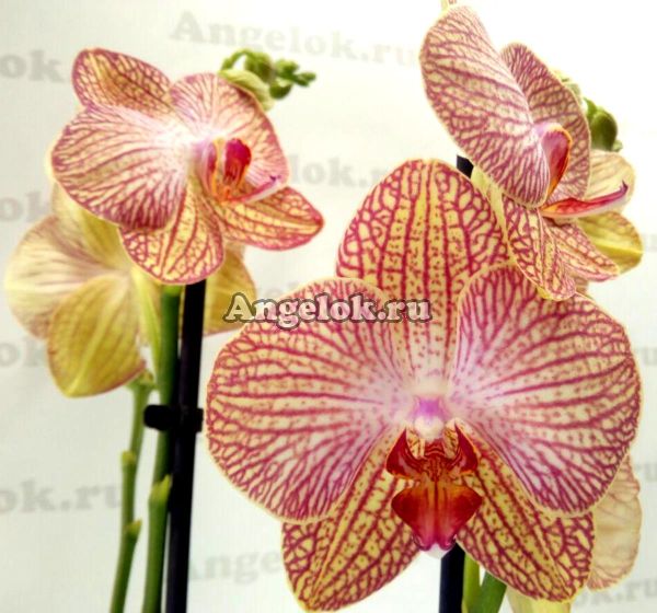 фото Фаленопсис Равелло (Phalaenopsis Ravello) от магазина магазина орхидей Ангелок