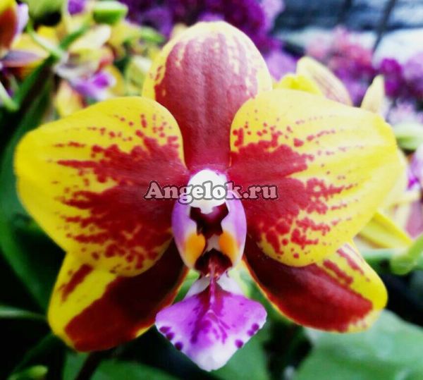 фото Фаленопсис Везувий (Phalaenopsis Vesuvius) Тайвань от магазина магазина орхидей Ангелок
