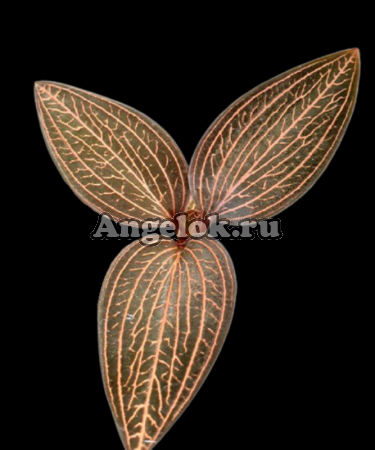 фото Анектохилус (Ludochilus Dominyi × Anoectochilus roxburghii) Тайвань от магазина магазина орхидей Ангелок