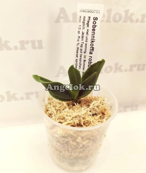 фото Собенникоффия (Sobennikoffia robusta) детка от магазина магазина орхидей Ангелок