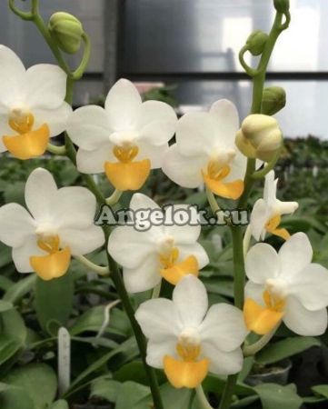 фото Фаленопсис (P. Liu's Triprince 'yellow Lip') Тайвань от магазина магазина орхидей Ангелок