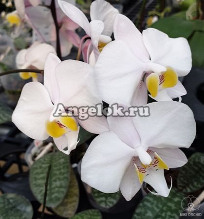 фото Фаленопсис Филиппинский (Phalaenopsis philippinensis) от магазина магазина орхидей Ангелок