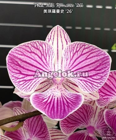 фото Фаленопсис Биг Лип (Phalaenopsis Miki Romance '26') Тайвань от магазина магазина орхидей Ангелок