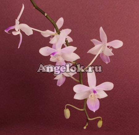 фото Фаленопсис Линдена (Phalaenopsis lindenii) от магазина магазина орхидей Ангелок
