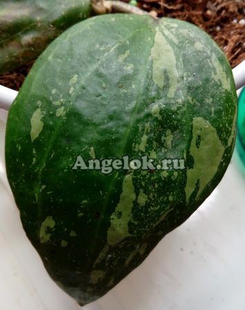 фото Хойя крупнолистная (Hoya Macrophylla splash) черенок от магазина магазина орхидей Ангелок