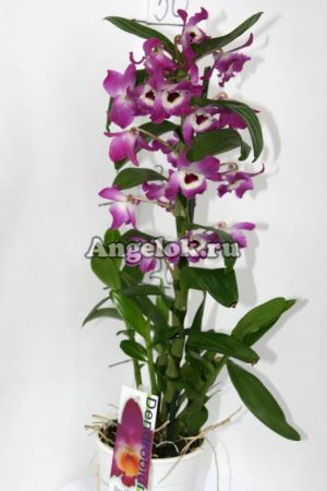 фото Дендробиум нобиле (D.nobile) d-22 от магазина магазина орхидей Ангелок