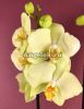 Фаленопсис Золотой Ягуар (Phalaenopsis Golden Jaguar)