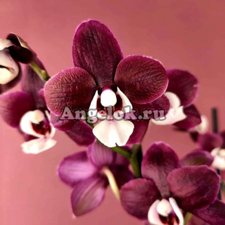 фото Фаленопсис Каода Твинкл (Phalaenopsis Kaoda Twinkle 'Chocolate Drops') от магазина магазина орхидей Ангелок