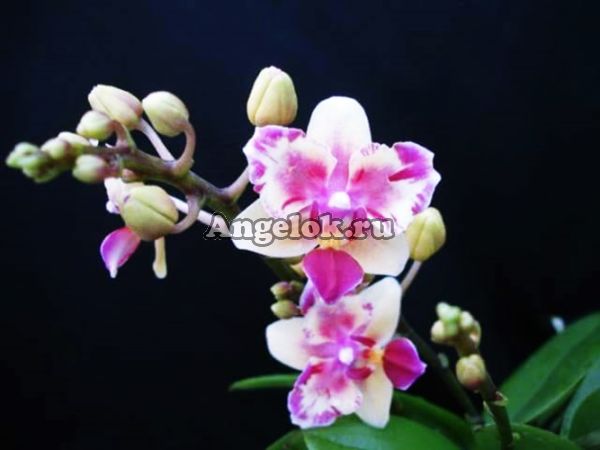 фото Фаленопсис пелорик (Dtps.Sogo Gotris) Тайвань от магазина магазина орхидей Ангелок