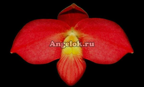фото Фрагмипедиум (Phragmiopedilum kovachii x besseae) от магазина магазина орхидей Ангелок