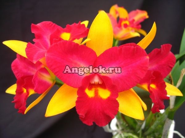 фото Каттлея (Pot.Chief Flora 'Spring') Тайвань от магазина магазина орхидей Ангелок