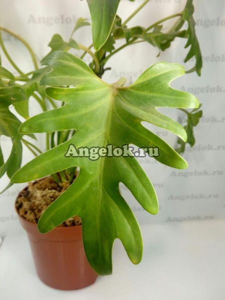 фото Филодендрон Ксанаду (Philodendron xanadu) от магазина магазина орхидей Ангелок