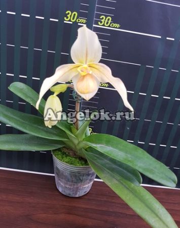 Пафиопедилум (Paph.emersonii × Paph.philippinense)