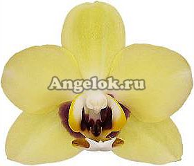 фото Фаленопсис Большой секрет (Deep Secret) детка от магазина магазина орхидей Ангелок