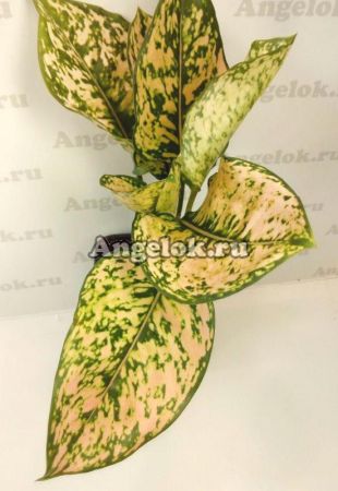 фото Аглаонема (Aglaonema Bai tongtair) от магазина магазина орхидей Ангелок