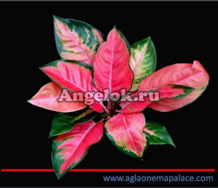 фото Аглаонема (Aglaonema Pha rumrouy) от магазина магазина орхидей Ангелок