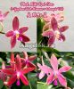 фото Фаленопсис (Phalaenopsis Miki Red Star) Тайвань от магазина магазина орхидей Ангелок