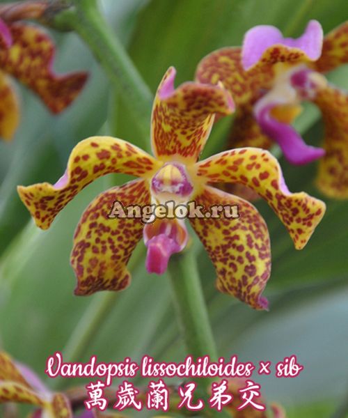 фото Вандопсис (Vandopsis lissochiloides × sib) Тайвань от магазина магазина орхидей Ангелок
