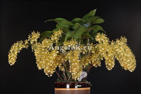 фото Эпидендрум (Epi.stamfordianum 'Galaxy') Тайвань от магазина магазина орхидей Ангелок