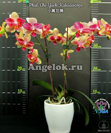 фото Фаленопсис бабочка (Phalaenopsis Chi-Yueh Kaleidescope) детка Тайвань от магазина магазина орхидей Ангелок