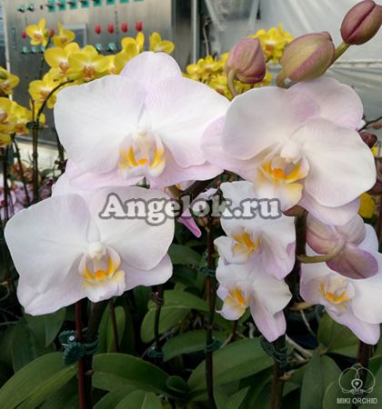 фото Фаленопсис Сакура (Phalaenopsis Liu's Sakura 'KF#4') детка от магазина магазина орхидей Ангелок
