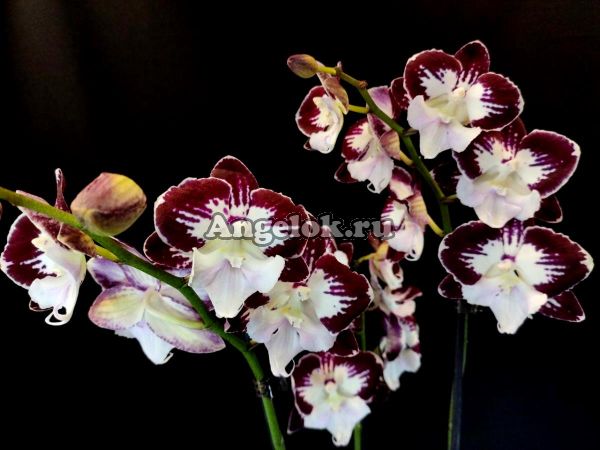 фото Фаленопсис Биг Лип (Phalaenopsis Tinkerbells Kizz) от магазина магазина орхидей Ангелок
