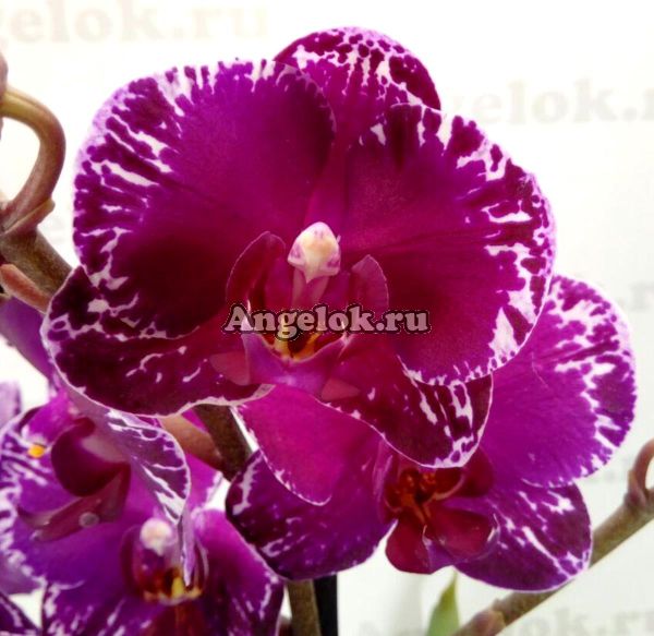 фото Фаленопсис Азиатская скрипка (Phalaenopsis Asian Violin) от магазина магазина орхидей Ангелок