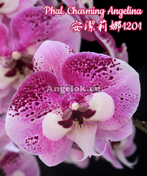 фото Фаленопсис Биг Лип (Phalaenopsis Charming Angelina) Тайвань от магазина магазина орхидей Ангелок