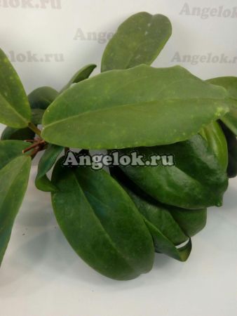 фото Хойя Макгрегори (Hoya Macgregorii) черенок от магазина магазина орхидей Ангелок