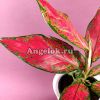 фото Аглаонема (Aglaonema Cherry Baby) от магазина магазина орхидей Ангелок