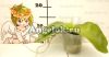 Фаленопсис (Phalaenopsis Ohl Flame) Тайвань