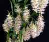 Дендробиум (Dendrobium amethystoglossum)