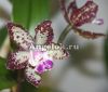 фото Каттлея (Cattleya) cat-08_2 от магазина магазина орхидей Ангелок