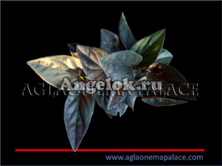 фото Сингониум (Syngonium Erythrophyllum) от магазина магазина орхидей Ангелок