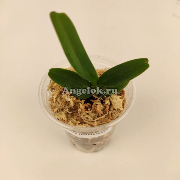 фото Аэридес (Aerides houlletiana) от магазина магазина орхидей Ангелок