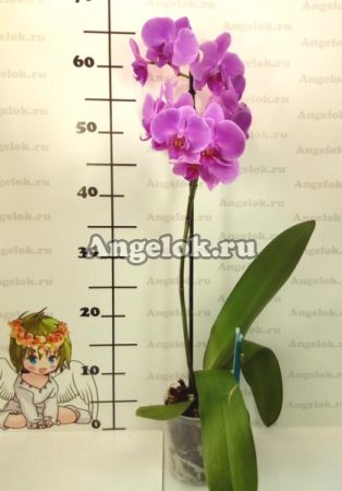 Фаленопсис (Phalaenopsis ) ph-55