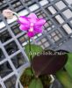 фото Фаленопсис (Phalaenopsis Purple Gem"Es") Тайвань от магазина магазина орхидей Ангелок