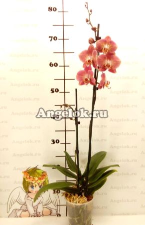 Фаленопсис Леко Фантастик (Phalaenopsis Leco Fantastic)