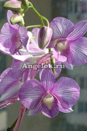 Дендробиум фаленопсис (Dendrobium Hieng Beauty)