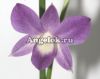 фото Дендробиум фаленопсис (Dendrobium Genting Blue) от магазина магазина орхидей Ангелок