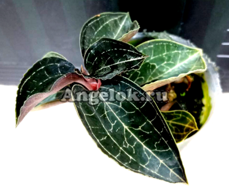 фото Анектохилус (Anoectochilus Formosanus Hayata) Тайвань от магазина магазина орхидей Ангелок