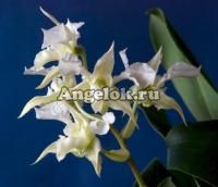 фото Дендробиум Forbesii детка от магазина магазина орхидей Ангелок