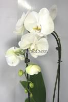 Фаленопсис (Phalaenopsis Cascade White)