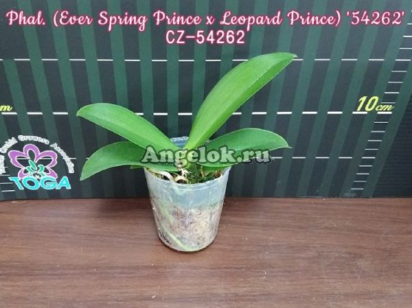 фото Фаленопсис (Phalaenopsis (Ever Spring Prince x Leopard Prince) '54262') Тайвань от магазина магазина орхидей Ангелок