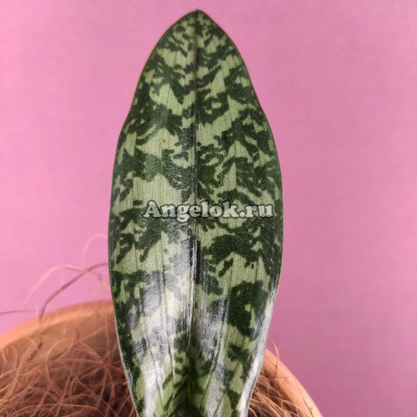 фото Оцеокладес (Oeceoclades maculata) Тайвань от магазина магазина орхидей Ангелок