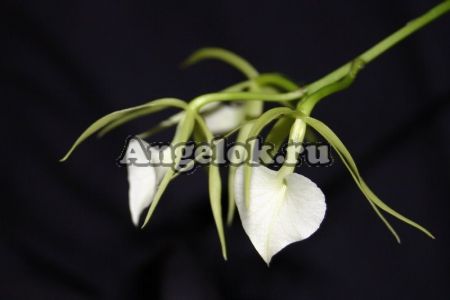 фото Брассавола (Brassavola cordata) Тайвань от магазина магазина орхидей Ангелок