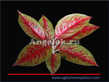 фото Аглаонема (Aglaonema Lai namtong) от магазина магазина орхидей Ангелок