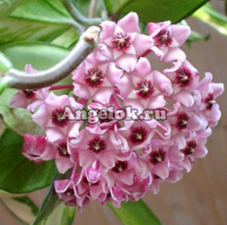 фото Хойя карноза Экзотика (Hoya Carnosa Exotica) черенок от магазина магазина орхидей Ангелок