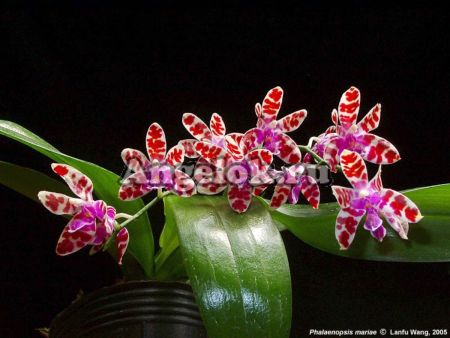 фото Фаленопсис Марии (Phalaenopsis mariae) от магазина магазина орхидей Ангелок